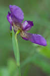 Propeller flower